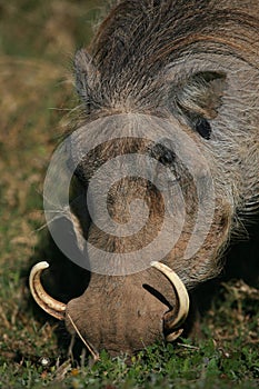 Close up of warthog eating