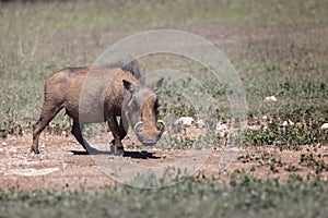 Close up of a Warthog with large tusks prowling in Addo National Park, South Africa photo