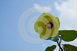 close up of waru tree flowers