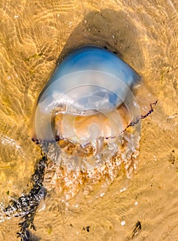 a close up of a washed ashore barrel jellyfish, large specie, Beach of sint-annaland, The Netherlands