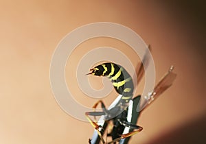 Close - up of the wasp abdomen with a venomous sting protruding