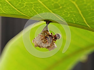 Wasp Building Nest on Leaf Underside Close Up