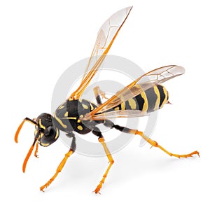 Close up of wasp isolated on white background