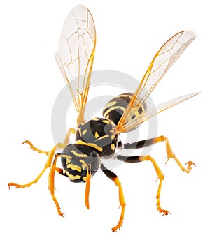 Close up of wasp isolated on white background