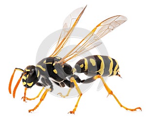 Close up of wasp isolated on white background