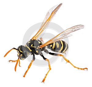 Close up of wasp isolated on white background