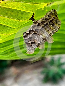 Wasp nest on the undersurface of a coconut frond, Lekki Lagos Nigeria. photo
