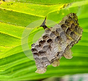 Wasp nest on the undersurface of a coconut frond, Lekki Lagos Nigeria. photo