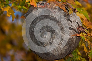 Close up of wasp nest among autumn leaves