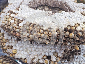 Close-up of wasp nest with larva for sale