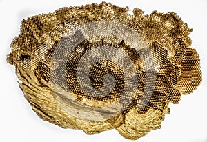 Close-up of a wasp nest without wasps