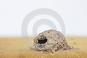 close up wasp\'s nest made of soil on the sponge and white background