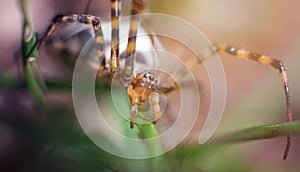 Close-up of a Wasp Spider Argiope Bruennichi photo