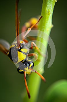 Close up of a wasp & x28;Vespidae& x29; on a plant stem and natural blurred background