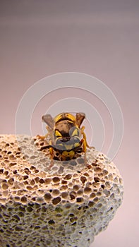 Close up Wasp on a white background. German yellowjacket, European wasp or German wasp, yellow hornet,  yellow Wasp lat. Vespula