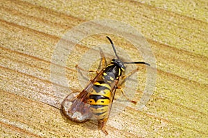 Resting Wasp in Close-Up on Wooden Fence photo