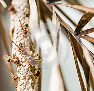 Close up wasps minding their hive extreme