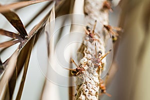 Close up wasps minding their hive extreme