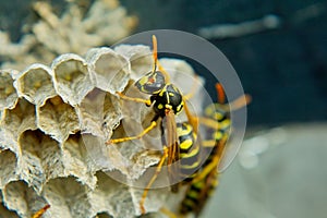 close-up of a wasps'nest