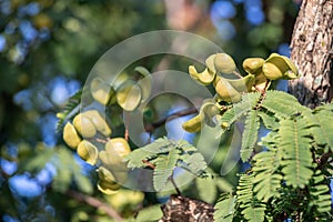 Close up Watapana pods and tree.Libidibia coriariaCommon names include Divi-divi,Cascalote, Guaracabuya, Guatapana, Nacascol.