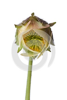 Close up of water avens flower photo