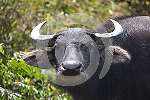 Close-up of Water Buffalo Bubalus bubalis staring into camera Laos