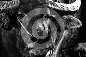 Close up of water buffalo portrait in black and white background. Headshot photography on face. Animal and mammal concept. Thai