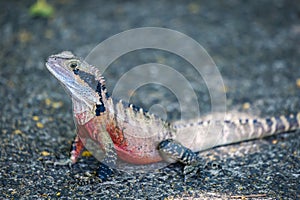 Close-Up of a Water Dragon taking a Sun Bath on a Stone, Queensland, Australia