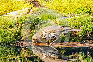 Close up of a Water Drinking Song Thrush, Turdus philomelos, with reflection