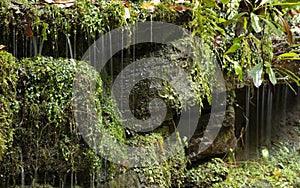 Close up of water dripping from wet moss in verdant forest