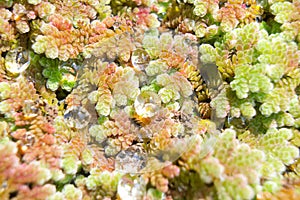 Close up water drop on Duckweed.