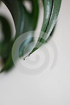 Close up of water drop on eucharis leaves. Modern clean interior with home plant