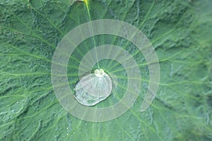 Close up water drop on green lotus leaf texture background.