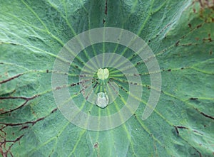 Close up water drop on green lotus leaf texture background.