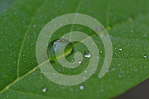 Close up water drop on lush green foliage after raining. dew on  leaves