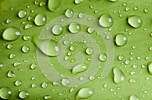 Close-up water drop on lush green foliage after rainning