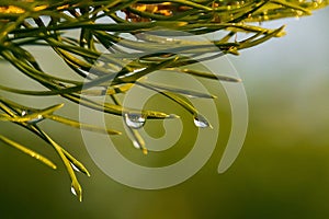 close up of water drop on needles coniferous tree after rain