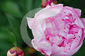 Close up water drop on petal of the peony blossom. fresh bright blooming pink peonies flowers with dew drops on petals. Soft focus