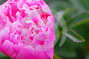 Close up water drop on petal of the peony blossom. fresh bright blooming pink peonies flowers with dew drops on petals. Soft focus