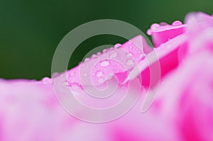 Close up water drop on petal of the peony blossom. fresh bright blooming pink peonies flowers with dew drops on petals. Soft focus