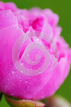 Close up water drop on petal of the peony blossom. fresh bright blooming pink peonies flowers with dew drops on petals. Soft focus