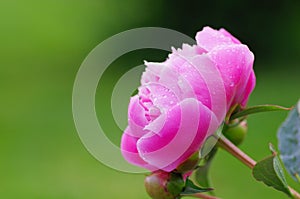 Close up water drop on petal of the peony blossom. fresh bright blooming pink peonies flowers with dew drops on petals. Soft focus