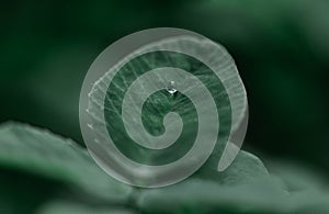 Close-up of a water droplet on a green leaf