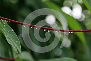 A close up of water droplet in the morning on cassava red maroon leave leaf stem with green background