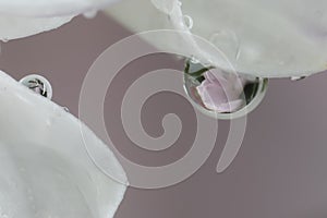 Close up of a water droplet on a plant petal