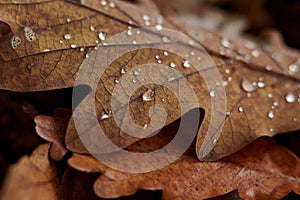 Close-up of water droplets beading up on the surface of a jagged leaf