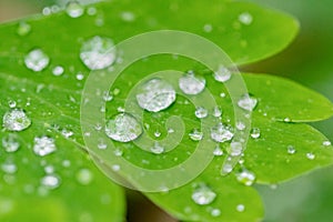 Close up water droplets on a green leaf with blurred background in a garden