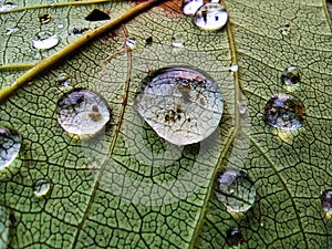 Close-up of water droplets on a green leaf, showcasing intricate vein patterns