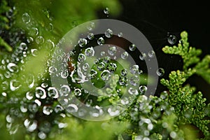 Close up of water droplets in a spyder web