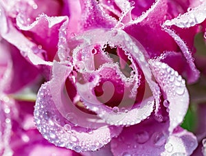 Close up of water drops of dew or rain on the delicate petals of a pink rose flower. Beautiful floral background